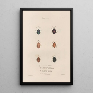 Jean Gabriel Pretre - Insectes recueillis en Afrique et en Amrique Pl47.webp