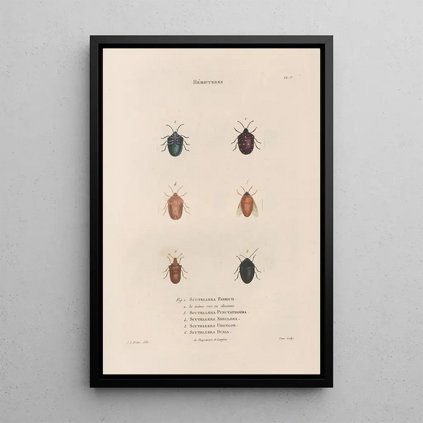 Jean Gabriel Pretre - Insectes recueillis en Afrique et en Amrique Pl47.webp