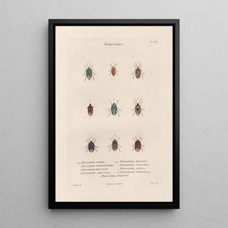 Jean Gabriel Pretre - Insectes recueillis en Afrique et en Amrique Pl51.webp