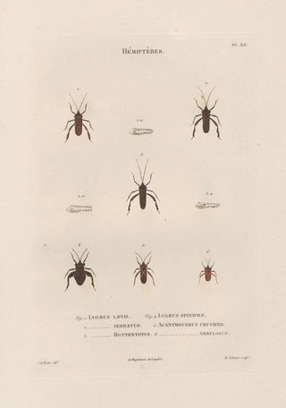 Jean Gabriel Pretre - Insectes recueillis en Afrique et en Amrique Pl55.webp