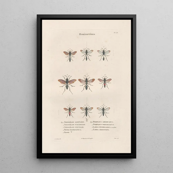 Jean Gabriel Pretre - Insectes recueillis en Afrique et en Amrique Pl67.webp