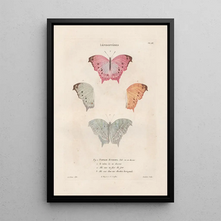 Jean Gabriel Pretre - Insectes recueillis en Afrique et en Amrique Pl72.webp