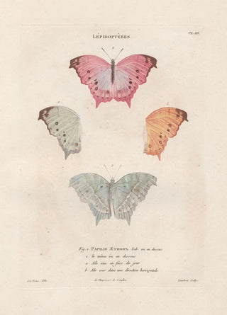 Jean Gabriel Pretre - Insectes recueillis en Afrique et en Amrique Pl72.webp