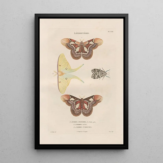 Jean Gabriel Pretre - Insectes recueillis en Afrique et en Amrique Pl86.webp