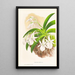 Aeranthus Leonis - Jean Jules Linden — cuadro enmarcado en la pared