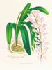 Aerides augustianum - Jean Jules Linden — vista de la obra