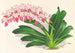 Aerides maculosum - Jean Jules Linden — vista de la obra