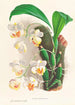 Aganisia tricolor - Jean Jules Linden — artwork view