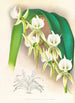 Angraecum eburneum var superbum - Jean Jules Linden — vista de la obra