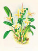 Lobe de Bolbophyllum - Jean Jules Linden — vista de la obra