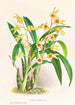 Catasetum Discolor - Jean Jules Linden — vista de la obra
