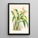 Catasetum Discolor - Jean Jules Linden — cuadro enmarcado en la pared