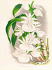 Catasetum bungerothi - Jean Jules Linden — artwork view