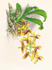 Catasetum galeritus - Jean Jules Linden — vista de la obra