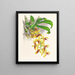Catasetum galeritus - Jean Jules Linden — cuadro enmarcado en la pared