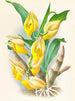 Catasetum macrocarpum - Jean Jules Linden — vista de la obra