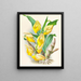 Catasetum macrocarpum - Jean Jules Linden — cuadro enmarcado en la pared