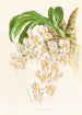 Catasetum tigrinum - Jean Jules Linden — vista de la obra
