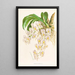 Catasetum tigrinum - Jean Jules Linden — cuadro enmarcado en la pared