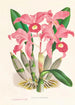 Cattleya Lawrenceana - Jean Jules Linden — vista de la obra