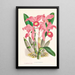 Cattleya Lawrenceana - Jean Jules Linden — cuadro enmarcado en la pared