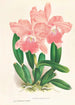 Cattleya Malouana - Jean Jules Linden — vista de la obra