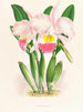 Cattleya Mendeli - Jean Jules Linden — artwork view