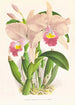 Cattleya Trianae - Jean Jules Linden — vista de la obra