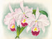 Cattleya trianae var. Martin Cahuzac - Jean Jules Linden — artwork view