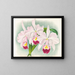 Cattleya trianae var. Martin Cahuzac - Jean Jules Linden — framed artwork on a wall