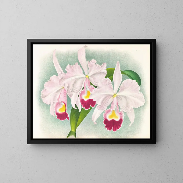 Cattleya trianae var. Martin Cahuzac - Jean Jules Linden — framed artwork on a wall