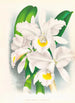 Cattleya Trianae var Pallida - Jean Jules Linden — vista de la obra