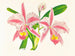 Cattleya trianae var. striata - Jean Jules Linden — artwork view