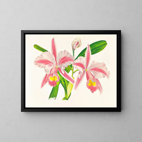 Cattleya trianae var. striata - Jean Jules Linden — framed artwork on a wall