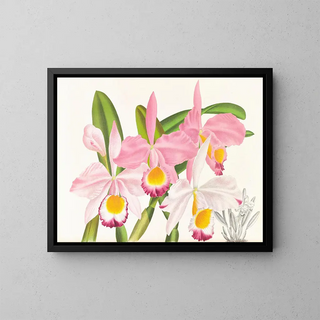 Jean Jules Linden - Cattleya eldorado.webp