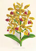 Cattleya guttata - Jean Jules Linden — vista de la obra