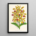 Cattleya guttata - Jean Jules Linden — cuadro enmarcado en la pared