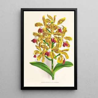 Jean Jules Linden - Cattleya guttata.webp