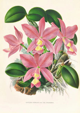 Jean Jules Linden - Cattleya nobilior.webp