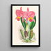 Cattleya percivaliana var reichenbachi - Jean Jules Linden — framed artwork on a wall