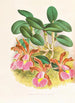 Cattleya schilleriana - Jean Jules Linden — vista de la obra