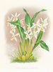 Coelogyne ocellata - Jean Jules Linden — artwork view