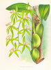 Coelogyne peltastes - Jean Jules Linden — vista de la obra