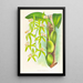 Coelogyne peltastes - Jean Jules Linden — cuadro enmarcado en la pared