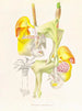 Coryanthes bungerothi - Jean Jules Linden — vista de la obra
