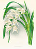 Maestros del Cymbidium - Jean Jules Linden — vista de la obra