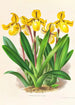 Cypripedium Druryi - Jean Jules Linden — vista de la obra
