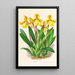 Cypripedium Druryi - Jean Jules Linden — cuadro enmarcado en la pared