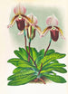 Cypripedium barbato veitchianum - Jean Jules Linden — vista de la obra