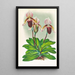 Cypripedium barbato veitchianum - Jean Jules Linden — cuadro enmarcado en la pared